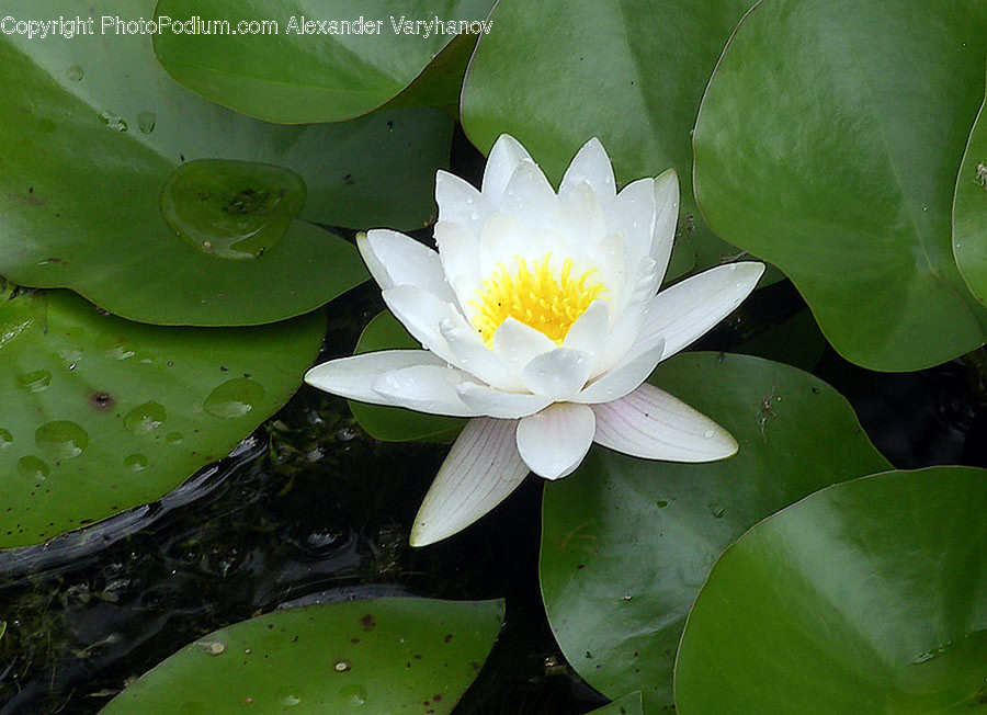 Plant, Flower, Blossom, Lily, Pond Lily