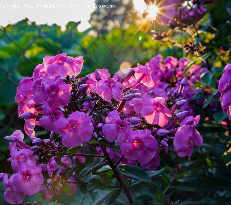 Geranium, Flower, Plant, Blossom