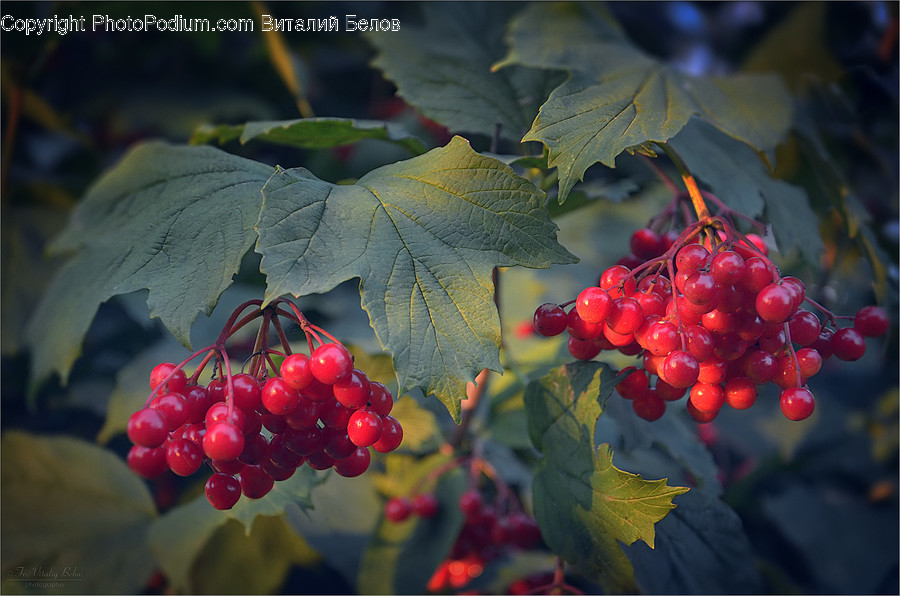 Plant, Leaf, Food, Fruit, Cherry