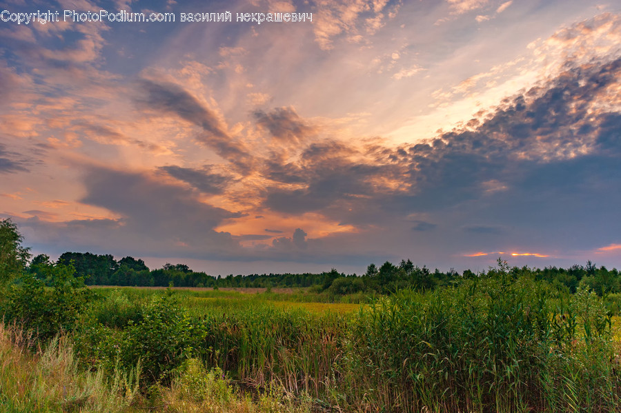 Nature, Outdoors, Grassland, Field, Plant