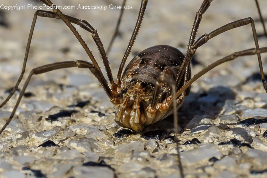 Animal, Invertebrate, Insect, Arachnid, Spider