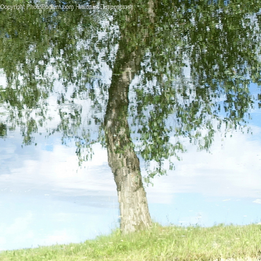 Plant, Tree, Tree Trunk, Willow