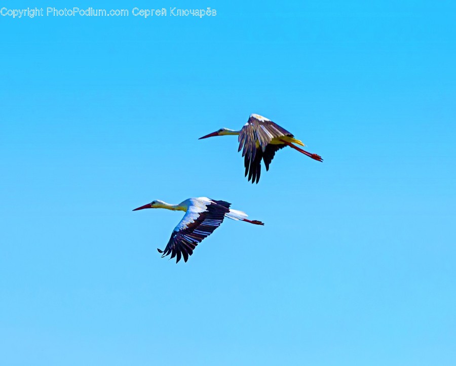 Bird, Animal, Flying, Stork, Crane Bird