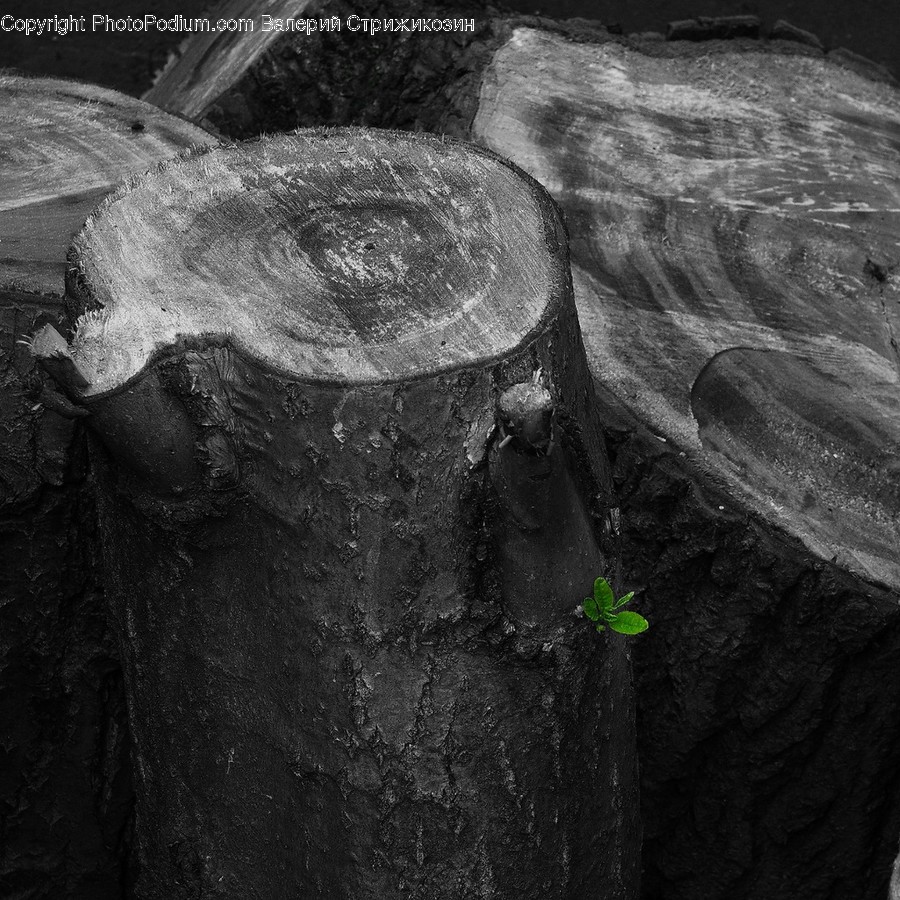Tree Stump, Wood, Helmet, Apparel, Clothing