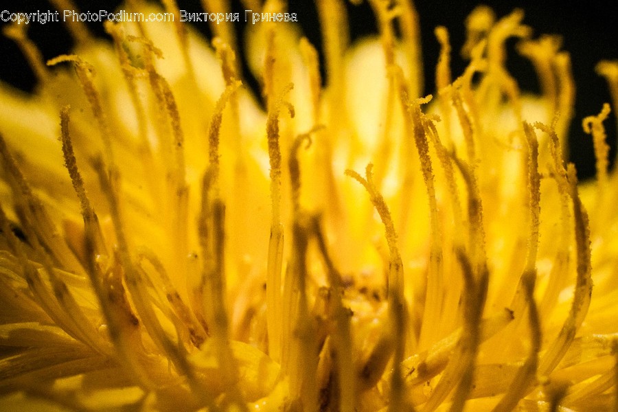 Pollen, Plant, Moss, Food, Produce