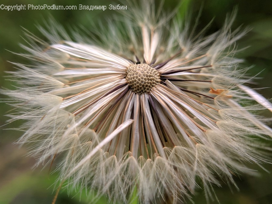 Plant, Flower, Blossom, Bird, Animal