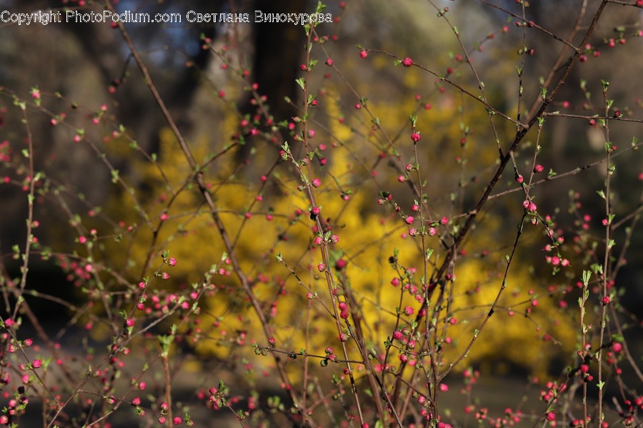 Paper, Plant, Flower, Petal, Blossom