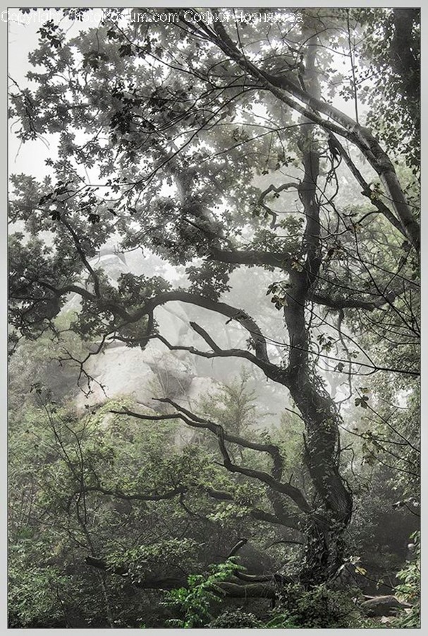 Tree, Plant, Tree Trunk, Oak