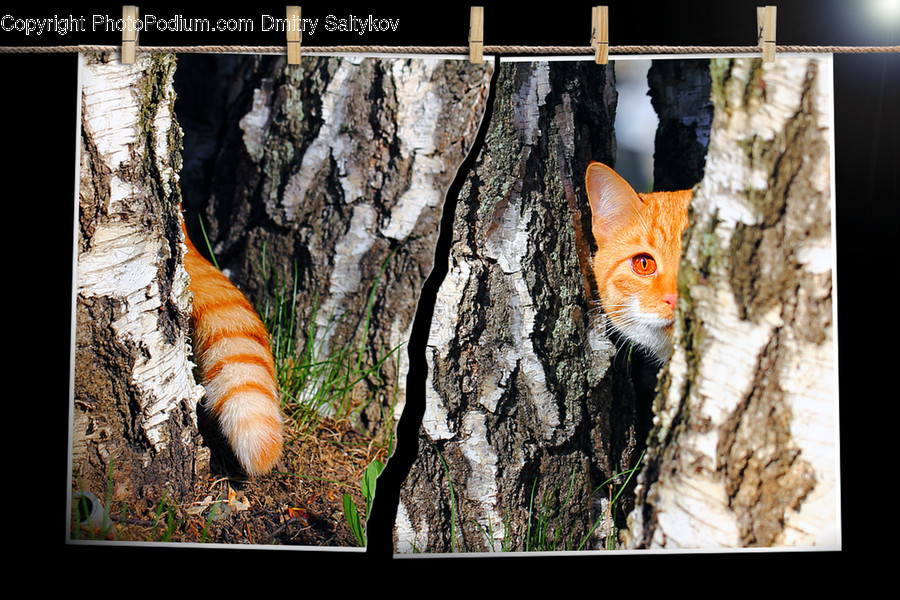 Plant, Cat, Pet, Mammal, Animal