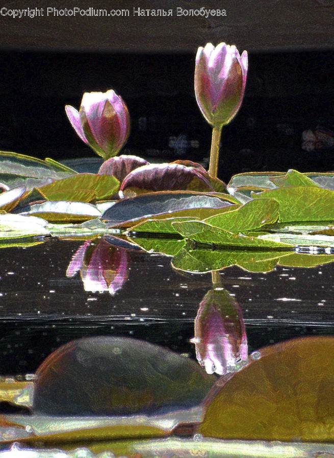 Plant, Flower, Blossom, Pond Lily, Lily