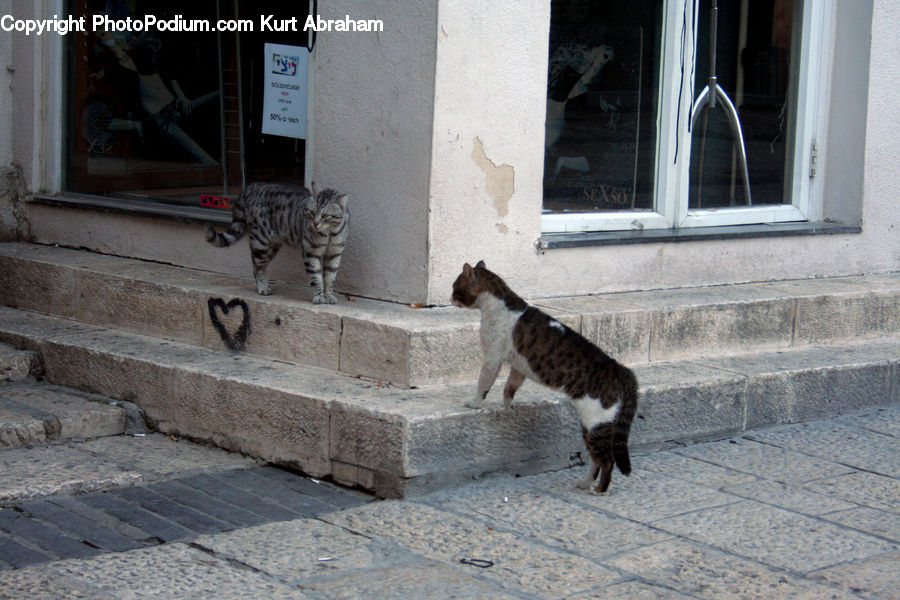 People, Person, Human, Animal, Cat, Mammal, Pet