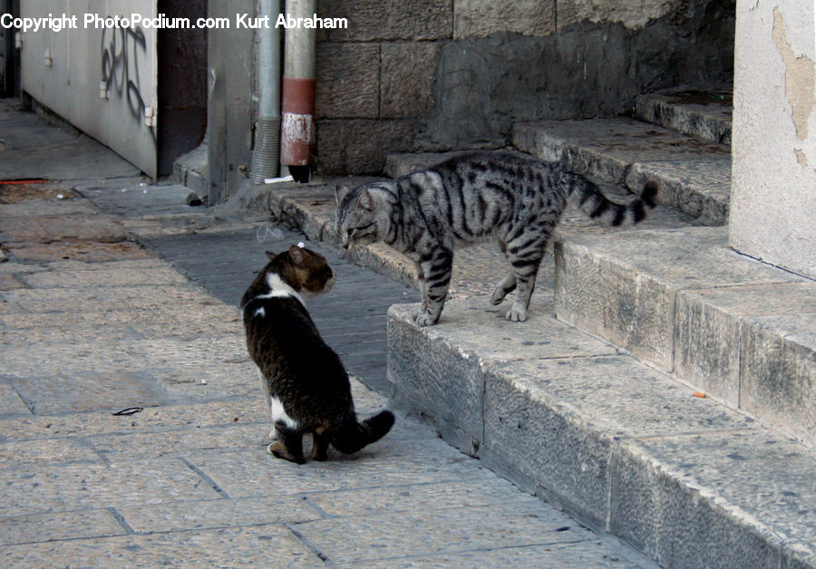 Animal, Cat, Mammal, Pet, Alley, Alleyway, Road