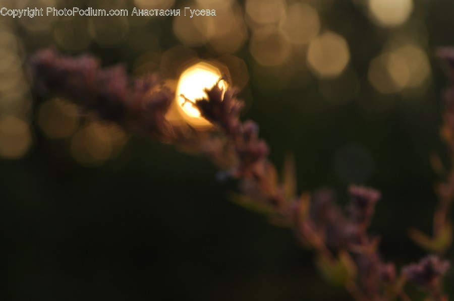 Light, Flare, Plant, Flower, Blossom