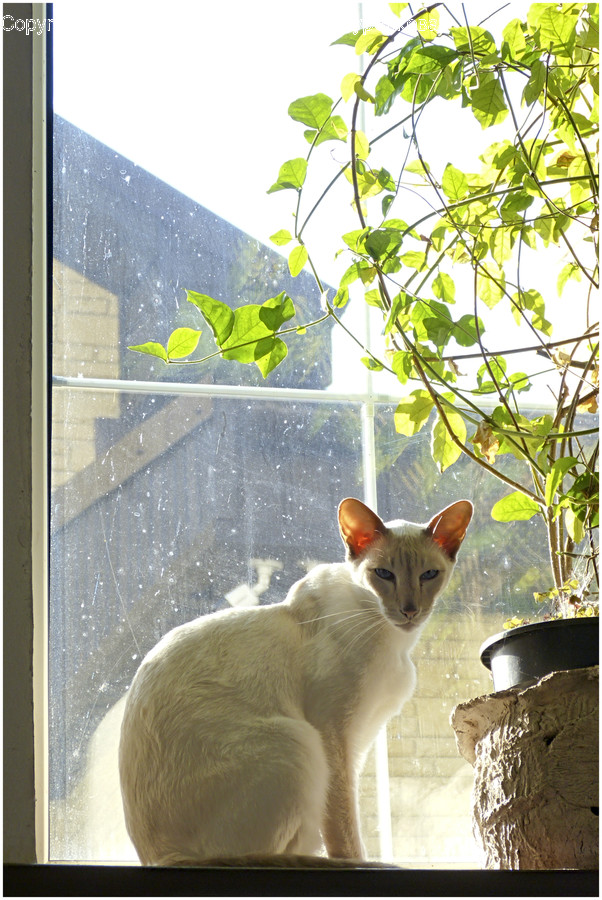 Home Decor, Plant, Cat, Animal, Mammal