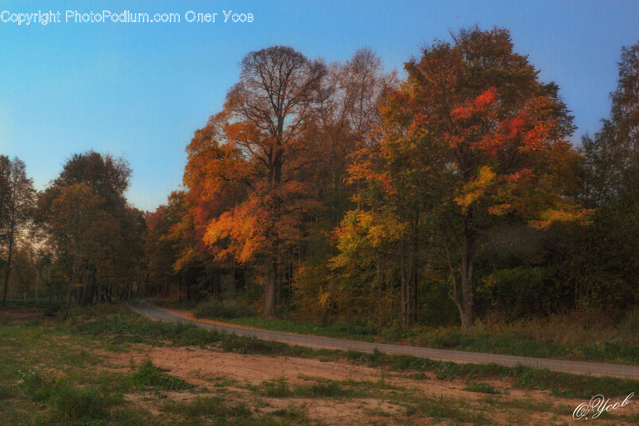 Plant, Tree, Abies, Fir, Maple