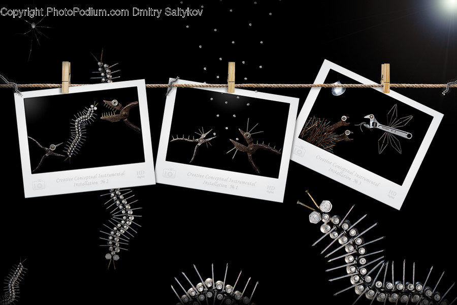 Animal, Bird, Reptile, Skeleton