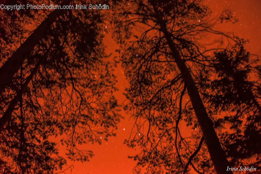 Tree, Plant, Leaf, Forest Fire, Fire