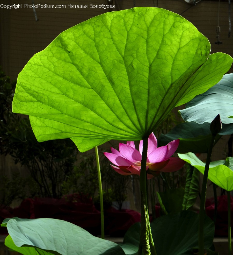 Plant, Blossom, Flower, Leaf, Lily