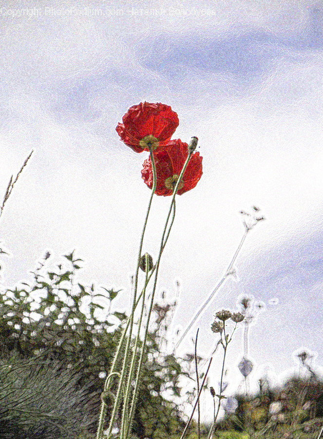 Plant, Flower, Blossom, Poppy, Geranium