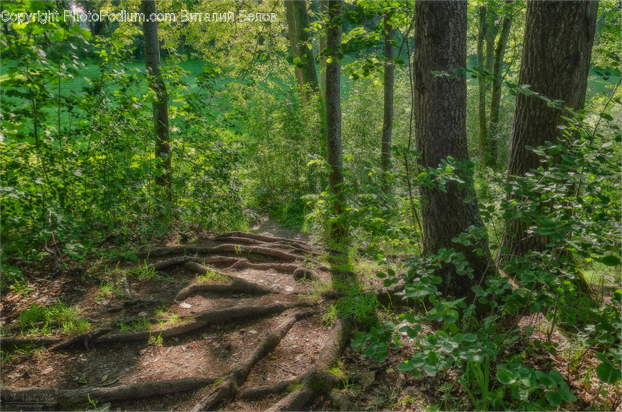 Trail, Path, Ground, Plant, Tree