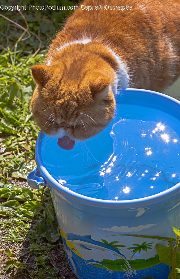 Animal, Mammal, Pet, Cat, Water