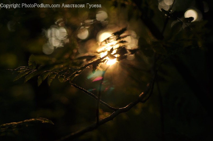Flare, Light, Spider, Invertebrate, Animal