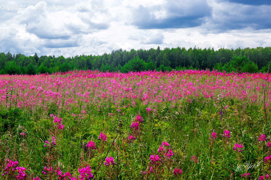 Plant, Field, Outdoors, Grassland, Nature