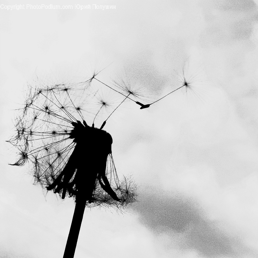 Plant, Flower, Blossom, Dandelion, Bird