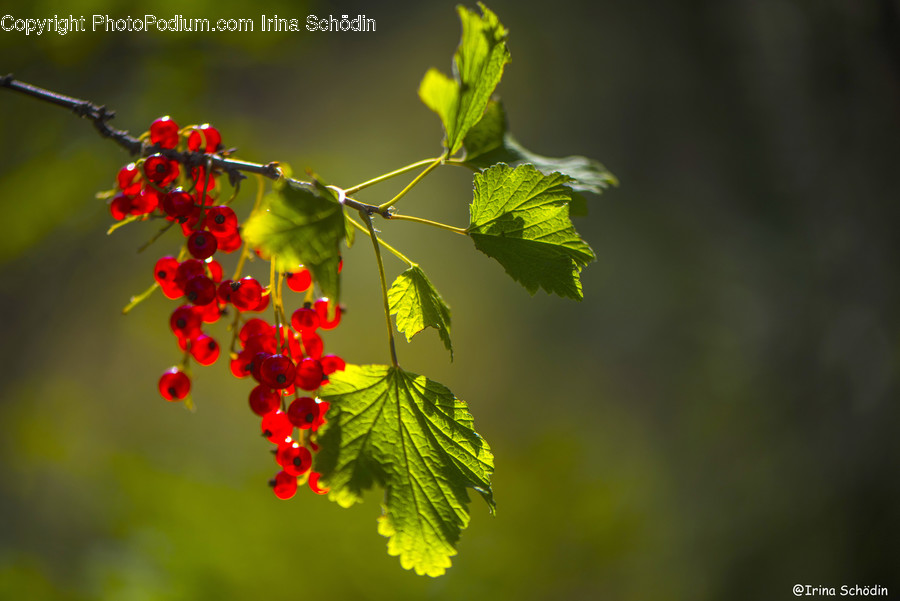 Plant, Fruit, Food, Cherry