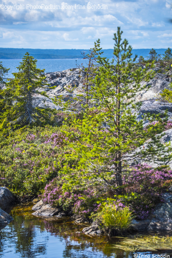 Plant, Tree, Fir, Abies, Outdoors