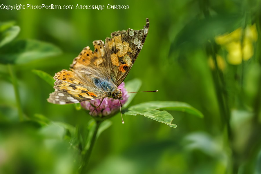 Animal, Invertebrate, Insect, Butterfly, Monarch