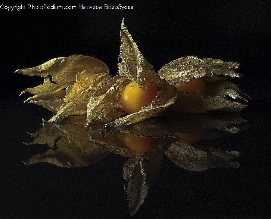 Leaf, Plant, Blossom, Flower, Pond Lily