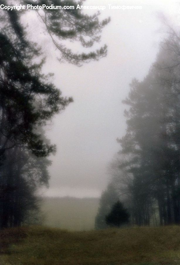 Fog, Forest, Vegetation, Outdoors, Storm, Weather, Plant