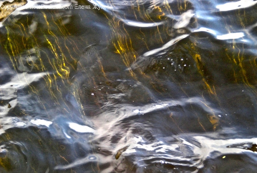 Water, Aquatic, Outdoors, Nature, Animal
