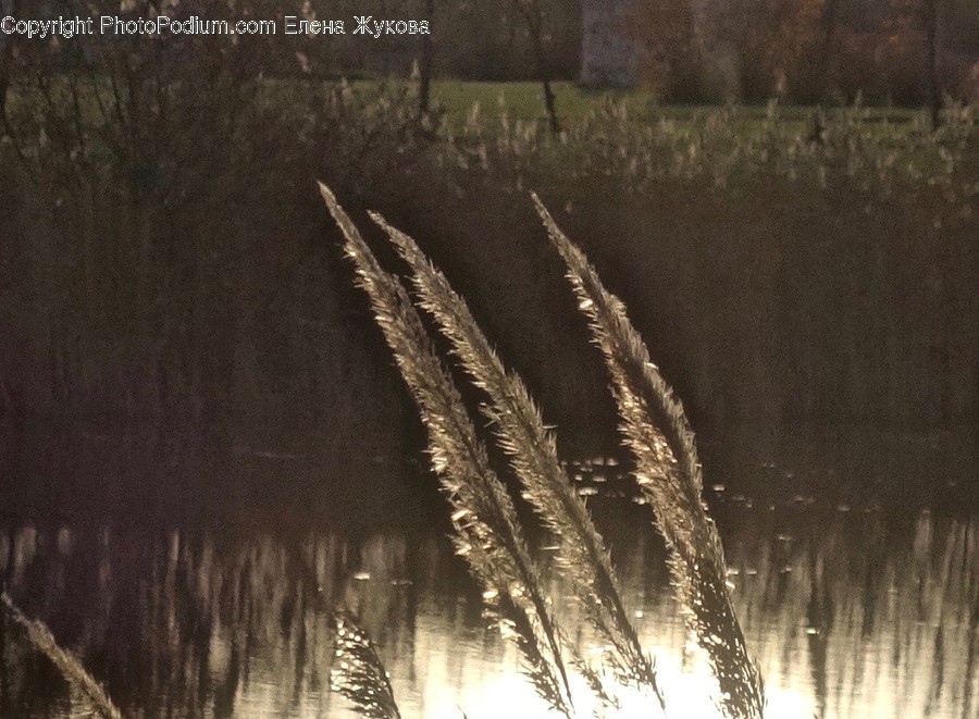 Plant, Grass, Lawn, Reed