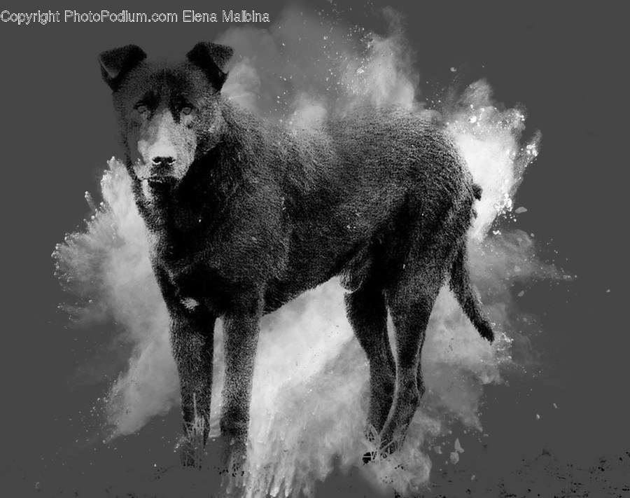 Wolf, Animal, Mammal, Dog, Pet