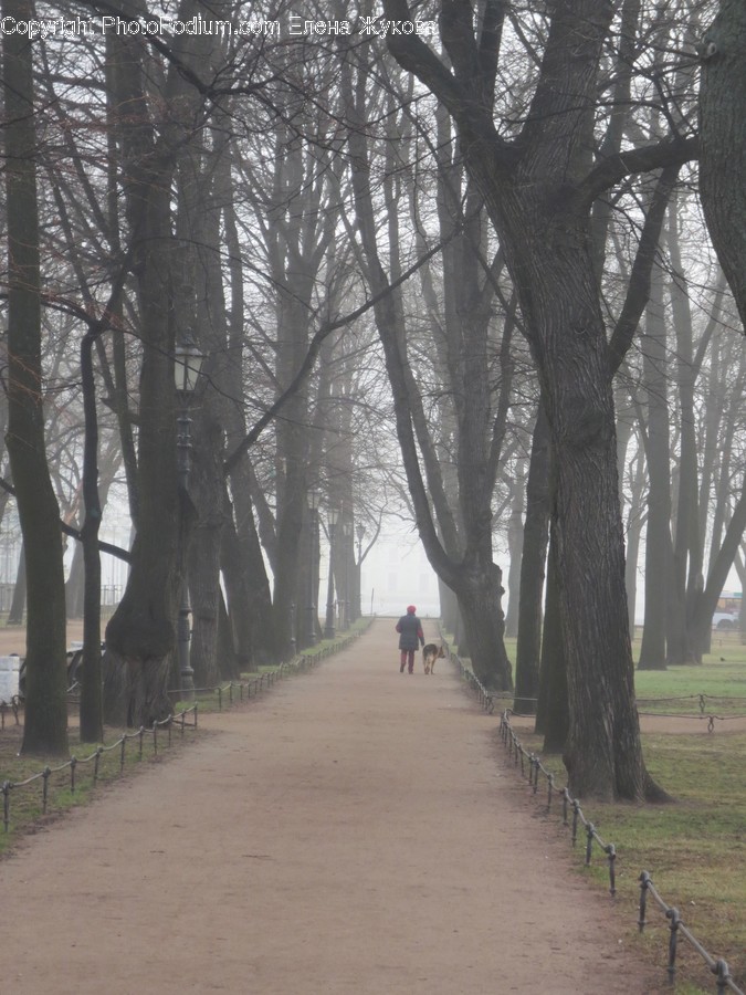Tree, Plant, Tree Trunk, Human, Person