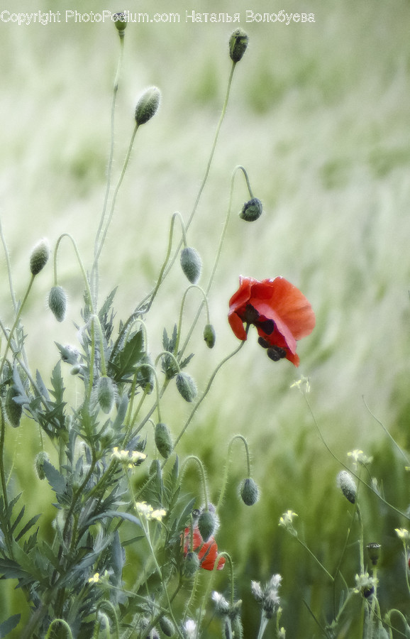 Plant, Blossom, Flower, Rose, Poppy
