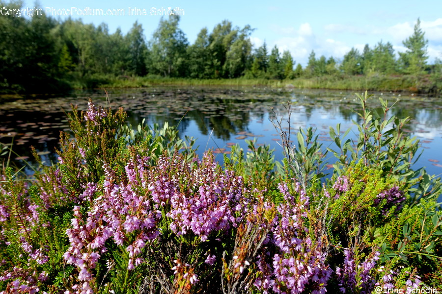 Land, Outdoors, Nature, Water, Swamp
