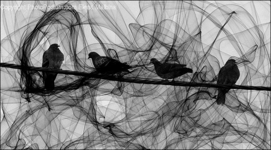 Bird, Animal, Mammal, Wildlife, Bear