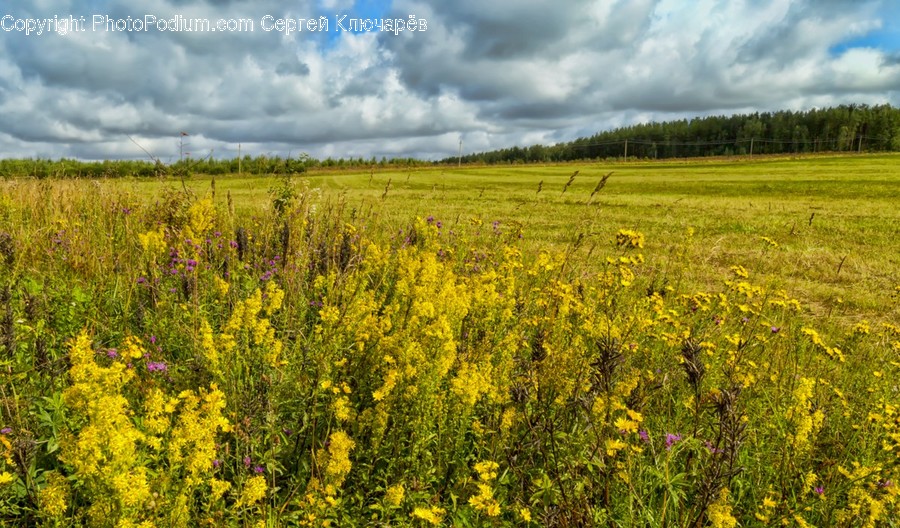Grassland, Field, Outdoors, Nature, Meadow