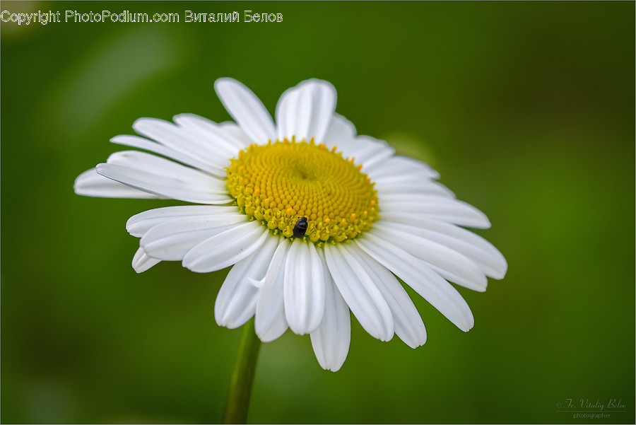 Plant, Daisy, Blossom, Flower, Daisies