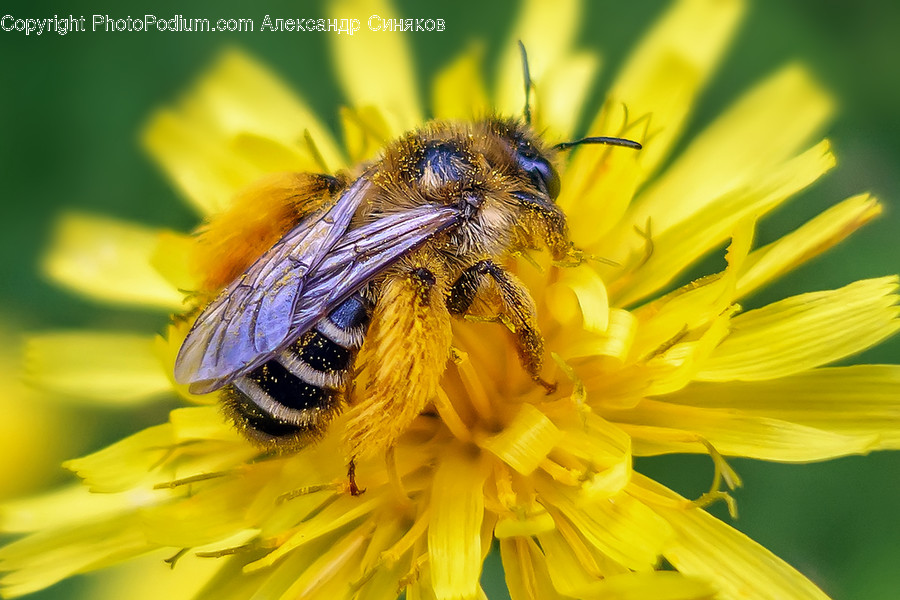 Honey Bee, Invertebrate, Bee, Animal, Insect