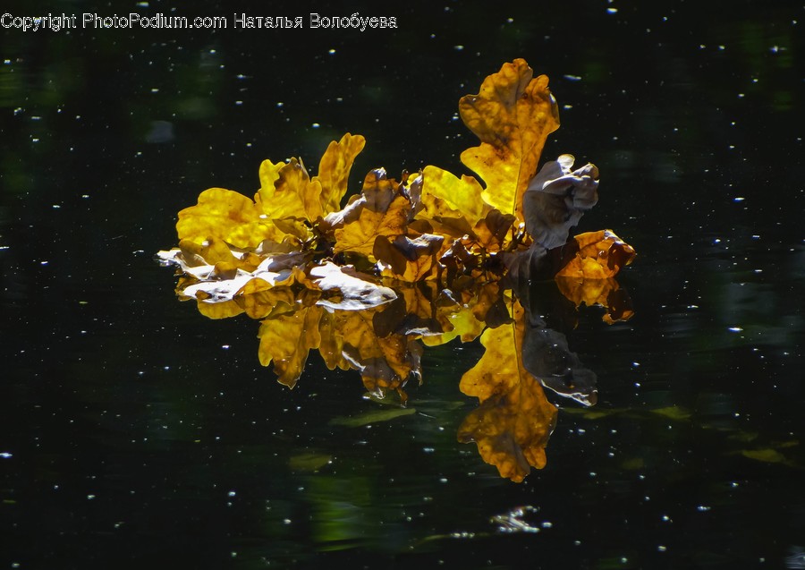 Plant, Leaf, Tree, Maple, Maple Leaf