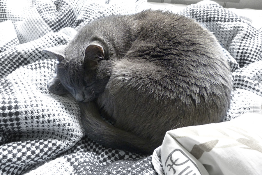 Pet, Mammal, Animal, Cat, Kitten