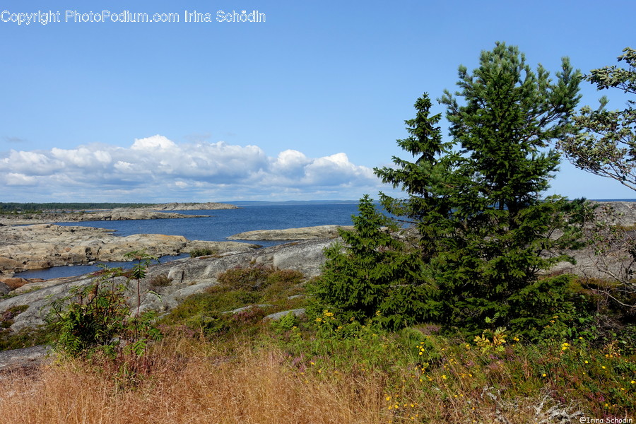 Tree, Abies, Fir, Plant, Nature
