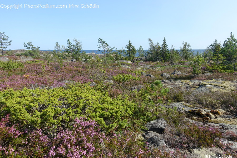 Plant, Tree, Fir, Abies, Conifer