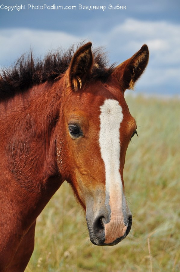 Horse, Mammal, Animal, Colt Horse, Foal