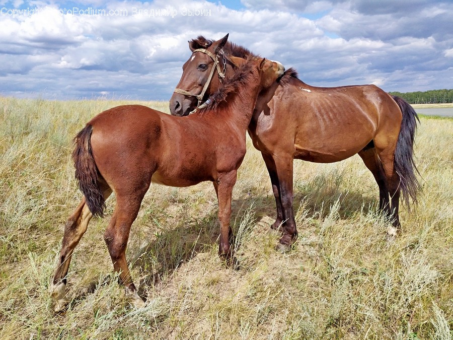 Animal, Mammal, Horse, Colt Horse, Outdoors