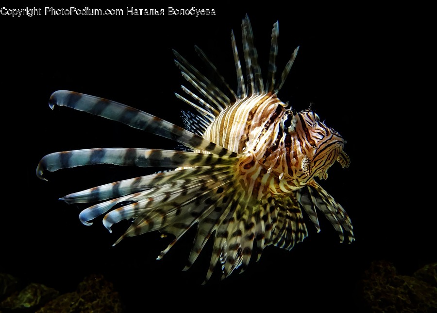 Water, Aquatic, Animal, Sea Life, Fish